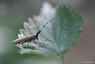 _DSC2076a Close up
