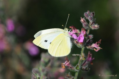 DSC_0334 Natuurtuin t Loo
