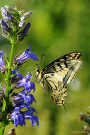 DSC_0359 Natuurtuin t Loo