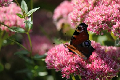 DSC_0407 Natuurtuin t Loo