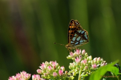 DSC_0424 Natuurtuin t Loo