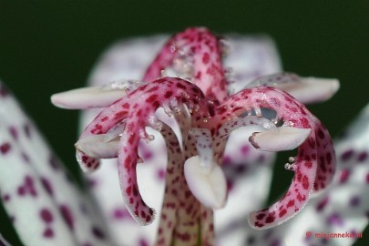 DSC_0440 Natuurtuin t Loo