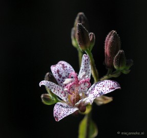 DSC_0474a Natuurtuin t Loo