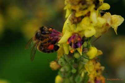 DSC_0889a Natuurtuin t Loo
