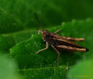 DSC_1072a Natuurtuin t Loo