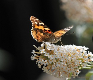 DSC_4741 Distelvlinder
