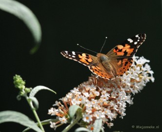 DSC_4755 Distelvlinder