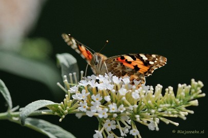 DSC_4872a Distelvlinder