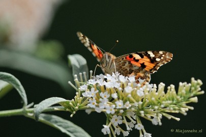 DSC_4874a Distelvlinder