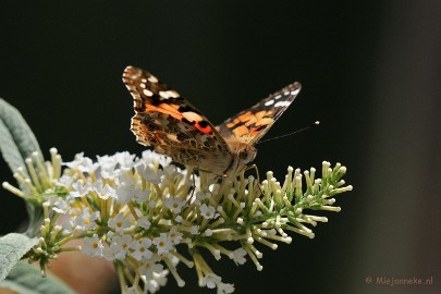 DSC_4941a Distelvlinder