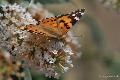 DSC_4969vlinder Distelvlinder