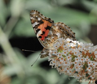 DSC_4987 Distelvlinder