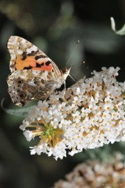 DSC_4988 Distelvlinder