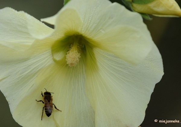 Natuurtuin t Loo September