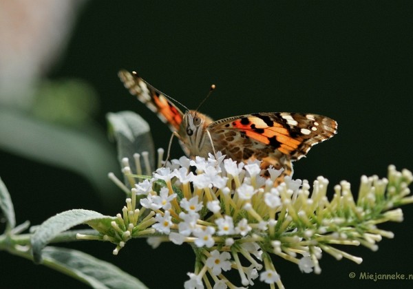 Vlinders in mijn tuintje Juni