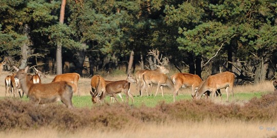 DSC_3362 De hoge Veluwe