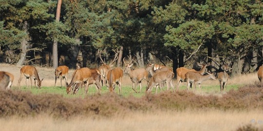 DSC_3374 De hoge Veluwe
