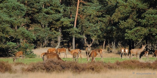 DSC_3390 De hoge Veluwe