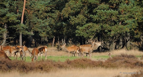 DSC_3405 De hoge Veluwe