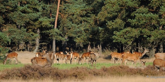 DSC_3444 De hoge Veluwe