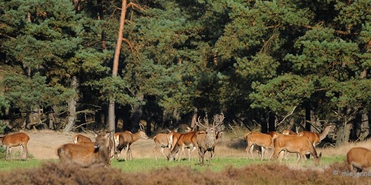 DSC_3450 De hoge Veluwe