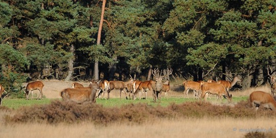 DSC_3453 De hoge Veluwe