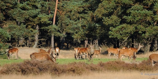 DSC_3461 De hoge Veluwe