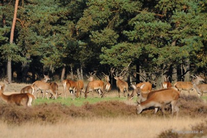 DSC_3480 De hoge Veluwe