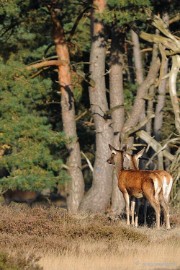 DSC_3491 De hoge Veluwe