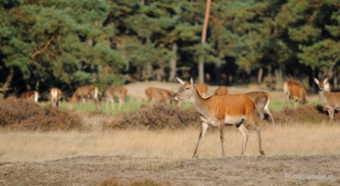 DSC_3497 De hoge Veluwe