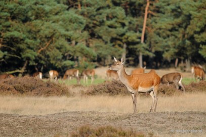 DSC_3498 De hoge Veluwe