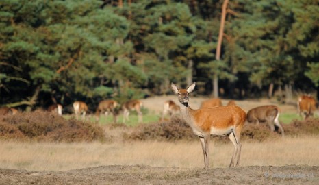 DSC_3500 De hoge Veluwe