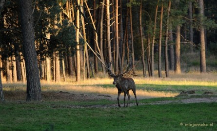 DSC_3581 De hoge Veluwe