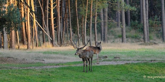 DSC_3657 De hoge Veluwe