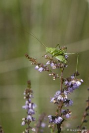 _DSC5698 Wandelen bij het Zilvermeer