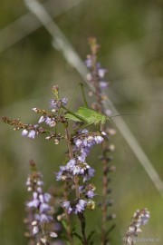 _DSC5701 Wandelen bij het Zilvermeer