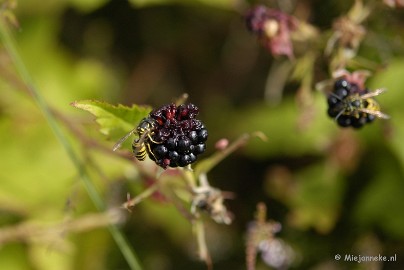 _DSC5739 Wandelen bij het Zilvermeer