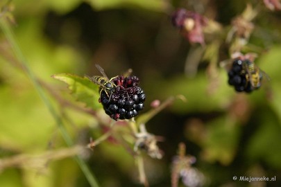 _DSC5740 Wandelen bij het Zilvermeer