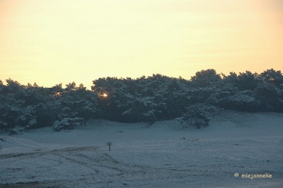 DSC_9224 De zon komt op, langzaam door de bomen.