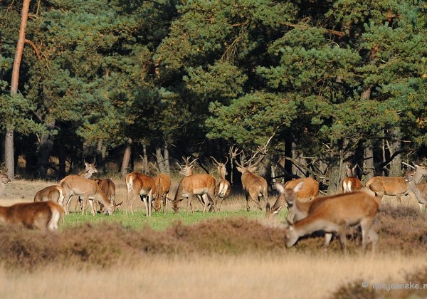 De hoge Veluwe Oktober