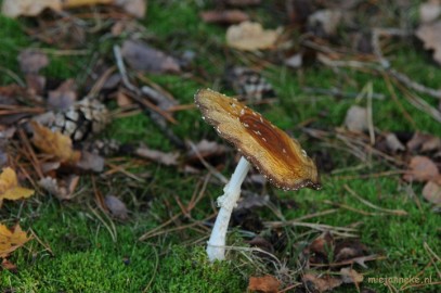 DSC_6289 Paddenstoelen 2009