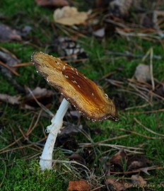 DSC_6292 Paddenstoelen 2009