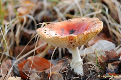 DSC_6428 Paddenstoelen 2009
