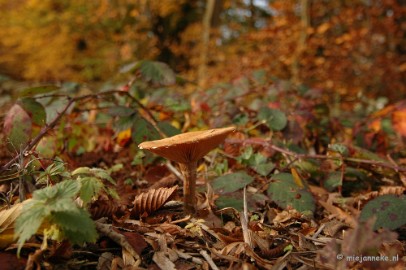 DSC_6657 Paddenstoelen 2009
