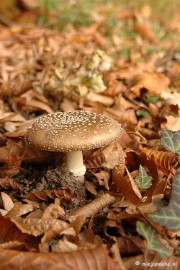 DSC_6666 Paddenstoelen 2009