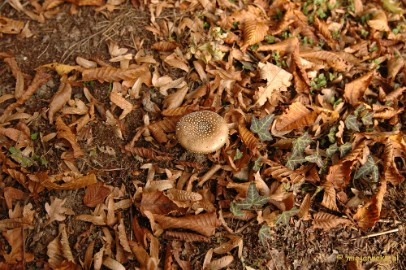 DSC_6668 Paddenstoelen 2009