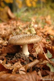 DSC_6670 Paddenstoelen 2009