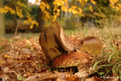 DSC_6671 Paddenstoelen 2009