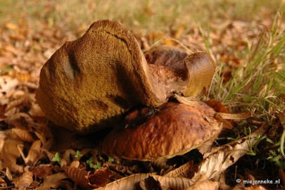 DSC_6674 Paddenstoelen 2009