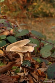 DSC_6676 Paddenstoelen 2009